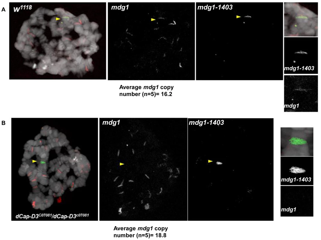 <i>dCap-D3</i> mutant salivary glands exhibit loss of <i>mdg1-1403</i> and increases in retrotransposon copy number at other loci.