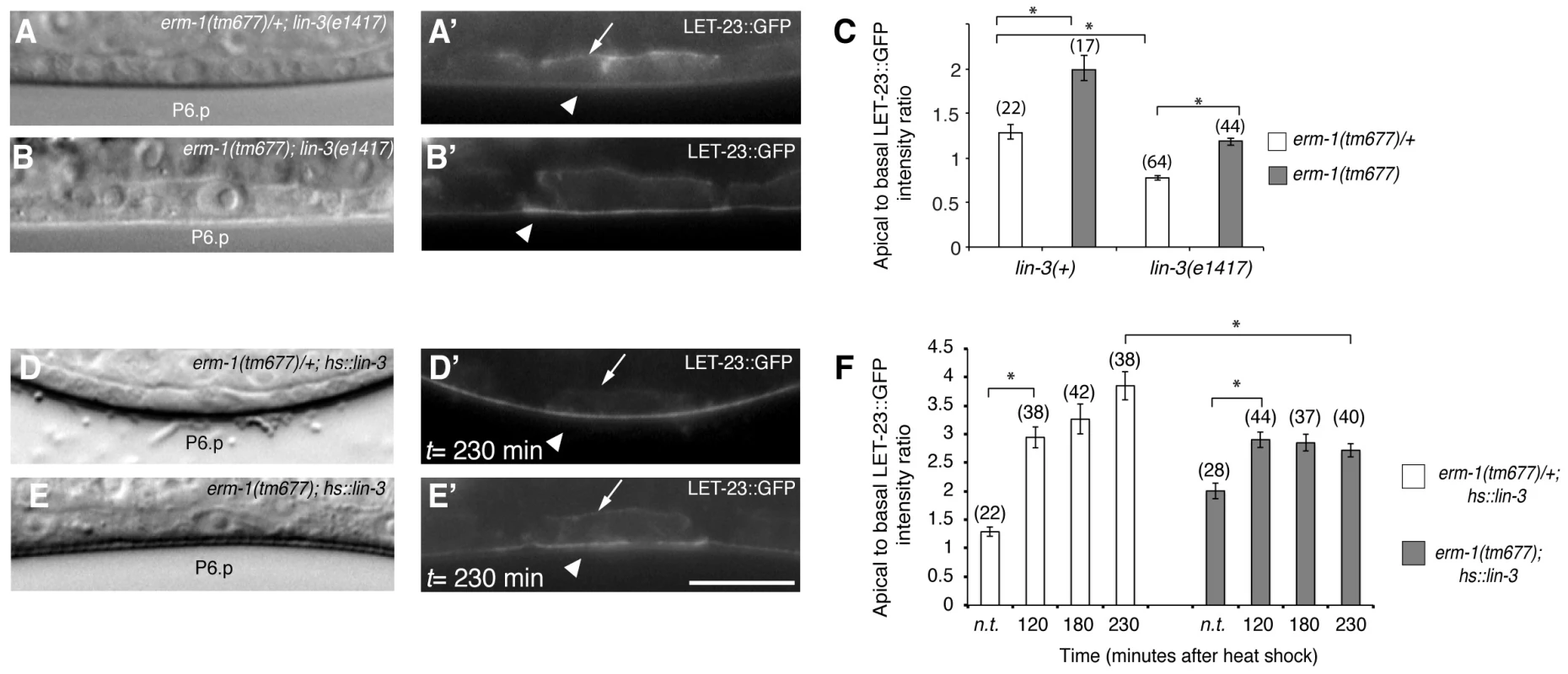 The LIN-3 EGF ligand stimulates and ERM-1 inhibits internalization and recycling of LET-23 on the basolateral membrane.