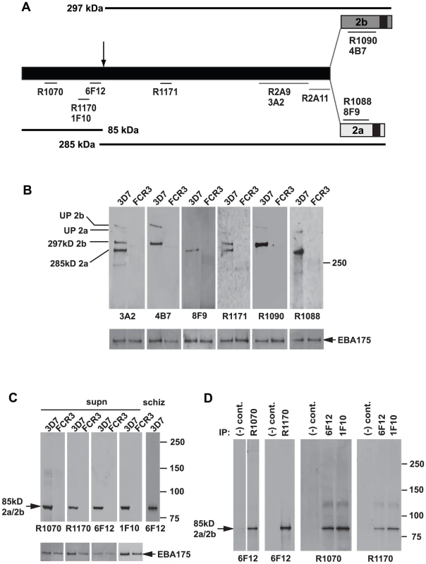 Both the PfRh2a and PfRh2b proteins are processed to release an 85 kDa product into culture supernatants.