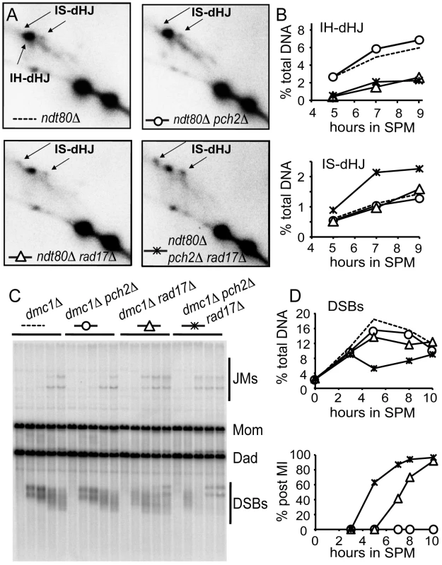 Pch2 and Rad17 prevent intersister repair.