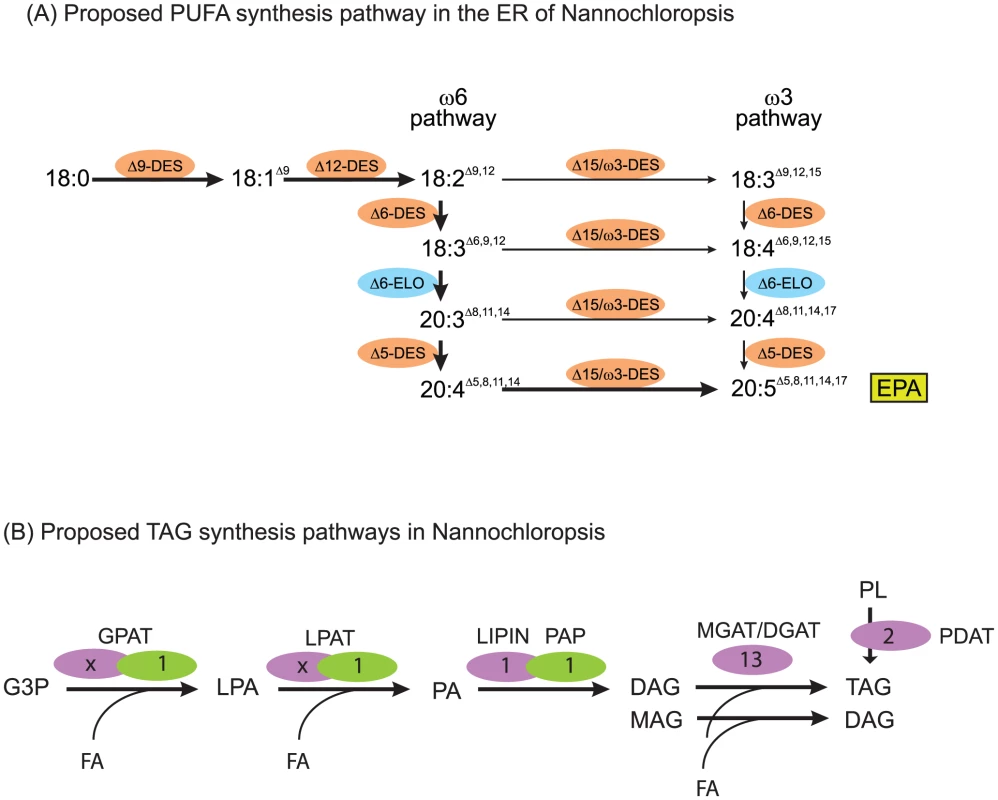 Lipid assembly and modification.