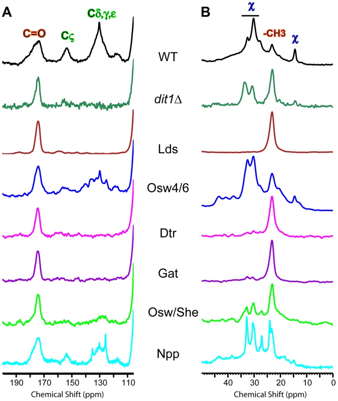 NMR analysis of outer spore walls in the paralog mutant strains.