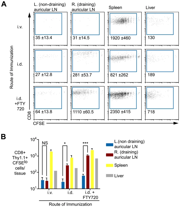 Antigen persists in the draining lymph nodes.