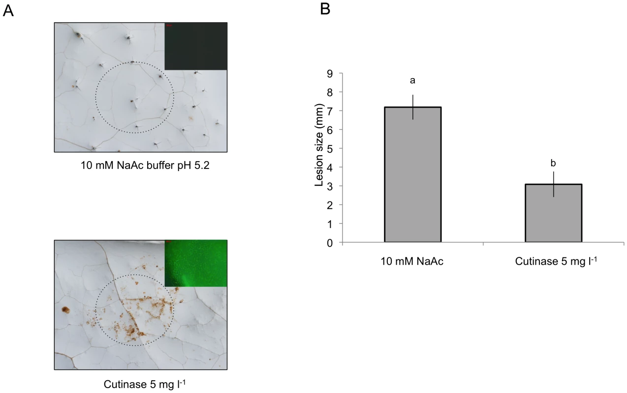 ROS production and resistance to <i>B. cinerea</i> in response to exogenous treatments with cutinase.