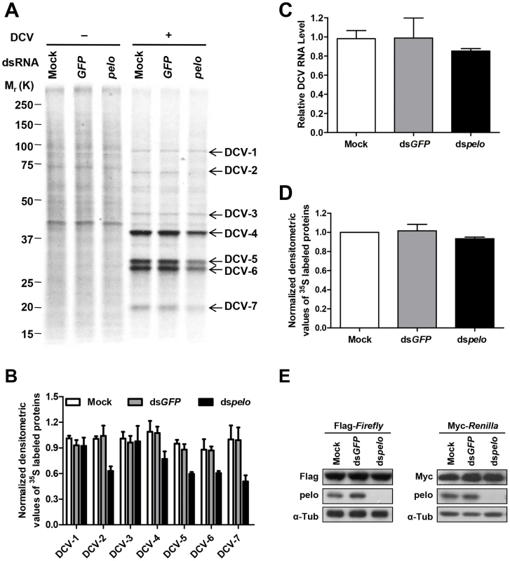 <i>pelo</i> regulates the syntheses of some specific DCV proteins.