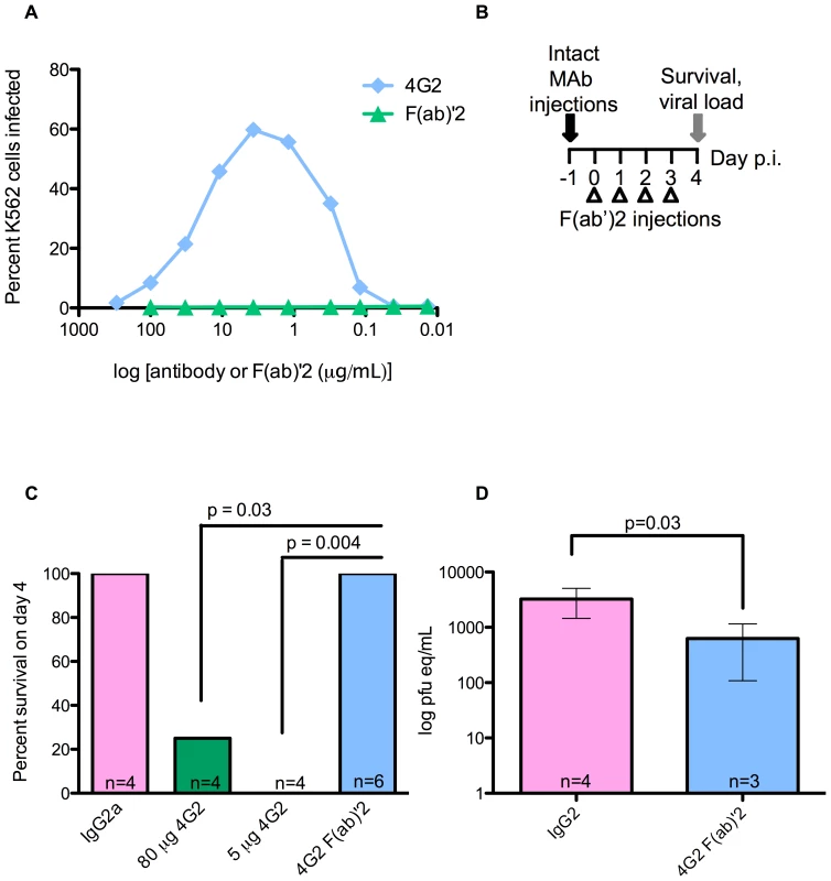 Antibodies that lack the Fc region fail to mediate ADE and instead protect against lethal challenge.