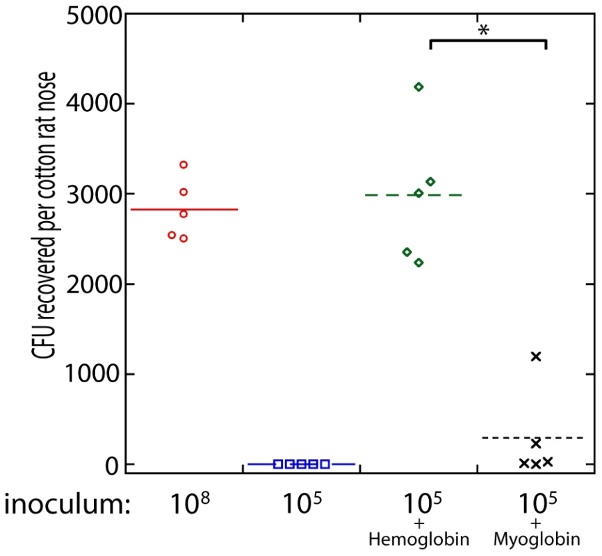 Nasal colonization of <i>S. aureus</i> in the cotton rat model.