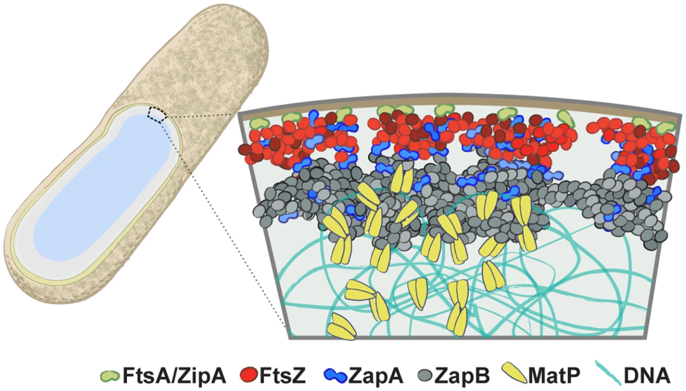 The multi-layered organization of the <i>E</i>. <i>coli</i> divisome.