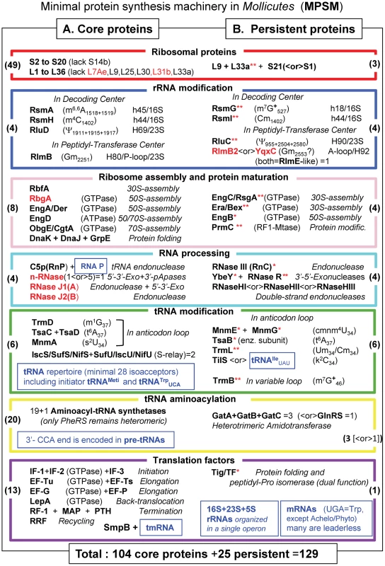 The minimal set of proteins for a functional translation apparatus in the 39 <i>Mollicutes</i> species.