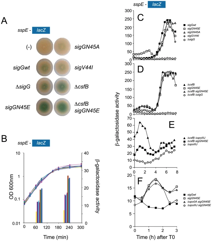 Identification of mutants with increased activity of σ<sup>G</sup>.