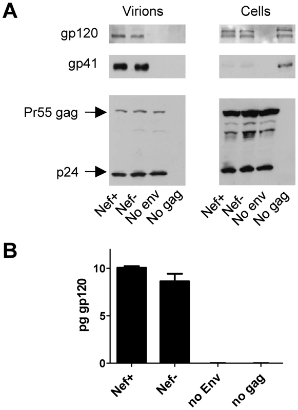 Nef does not alter the efficiency of Env incorporation into virus particles.