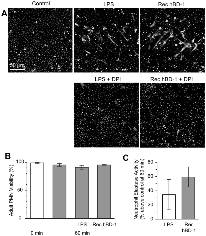 β-defensin 1 mediated NET formation is dependent on reactive oxygen species.
