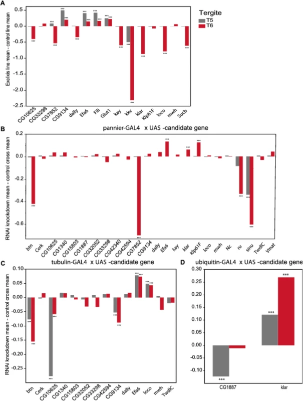 Validation of pigmentation candidate genes using Exelixis insertion mutants and RNAi knockdown.