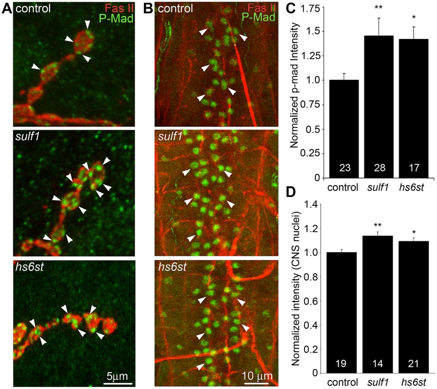 Loss of <i>sulf1</i> and <i>hs6st</i> causes differential effects on BMP signaling.