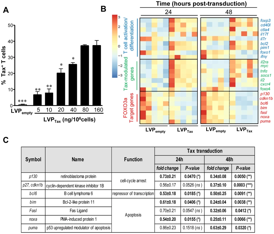 Tax expression inhibits FOXO3a activity <i>via</i> activation of AKT.