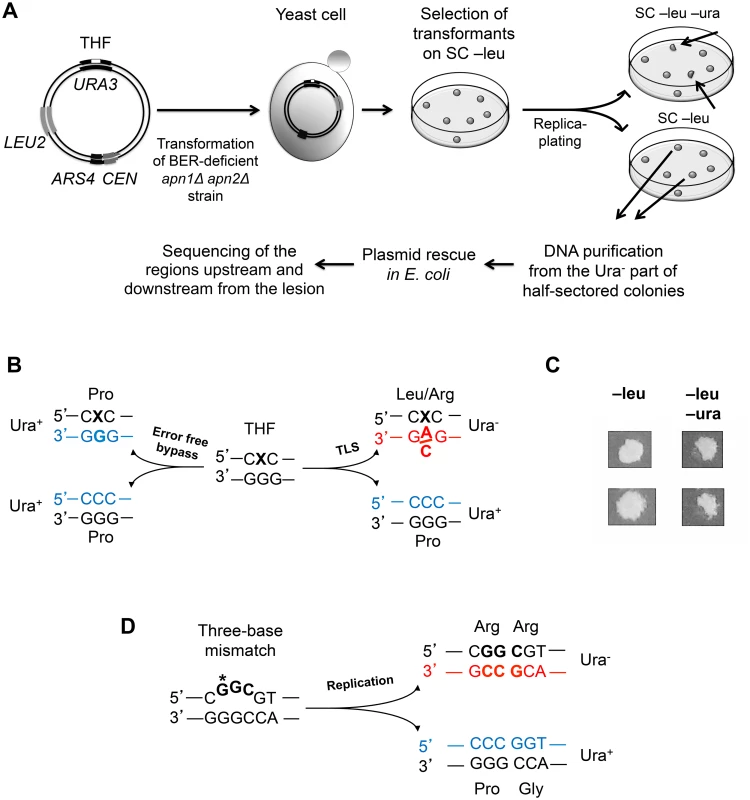 A genetic system to analyze the products of TLS through a site-specific THF lesion.