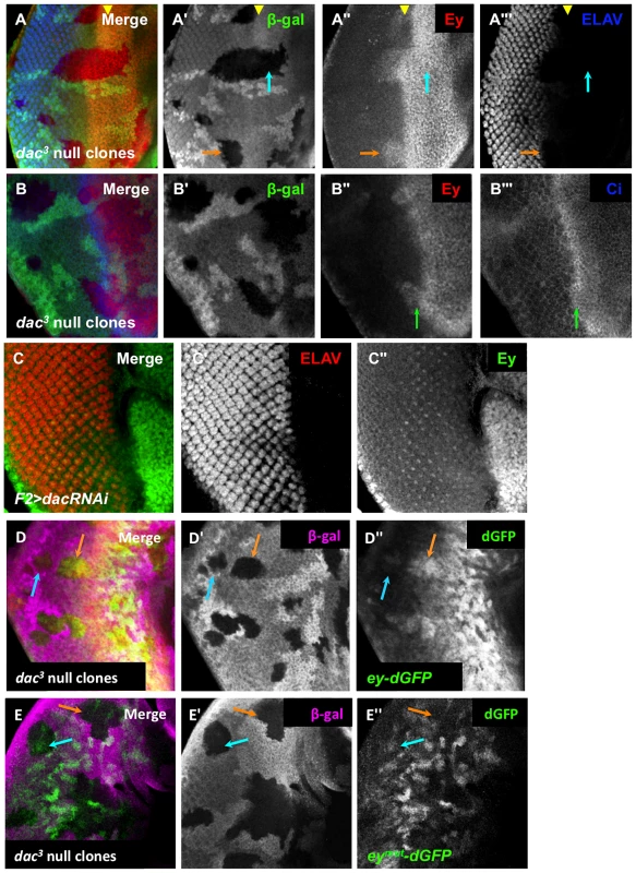 Dachshund is required for <i>ey</i> repression near the morphogenetic furrow.