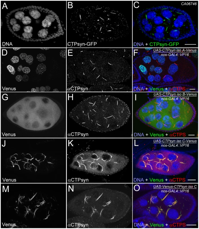 Overexpression of different CTPsyn isoforms in germline cells using nos-GAL4::VP16 driver.