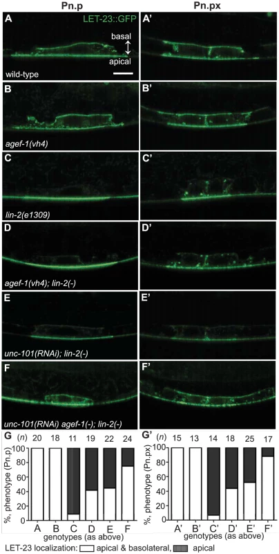 AGEF-1 and UNC-101 AP-1μ antagonize basolateral localization of LET-23 EGFR.
