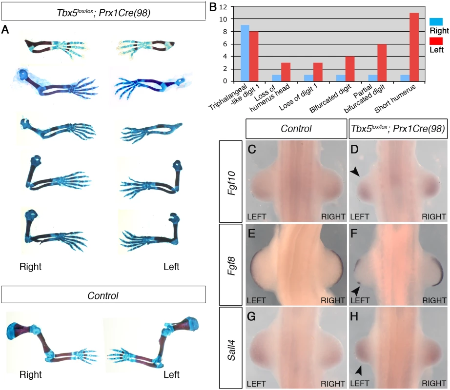 The mosaic and delayed deletion of <i>Tbx5</i> results in the formation of left-biased forelimb defects.