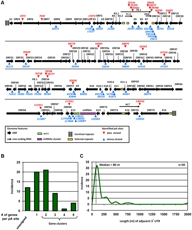 Genome-wide landscape of KSHV pA sites.