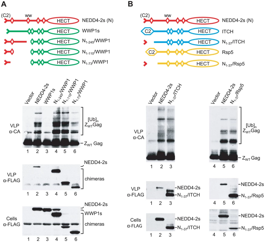 The residual C2 domain of NEDD4-2s functions as a Gag-targeting module.