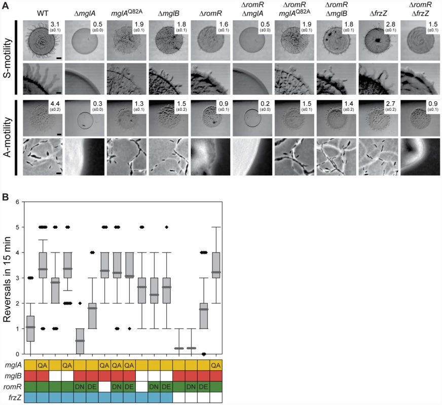 RomR acts upstream of MglA and MglB and downstream of FrzZ.