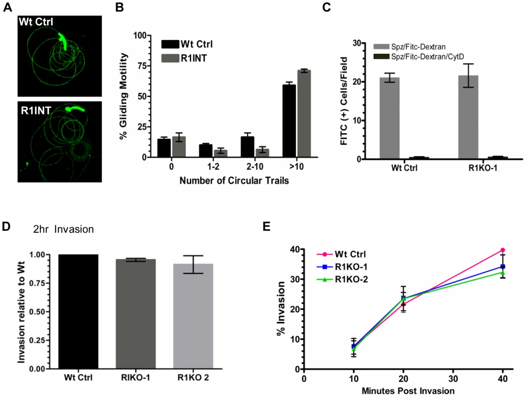 <i>Pyrom1(-)</i> salivary gland sporozoites have no defect in gliding, traversal, or host cell invasion.