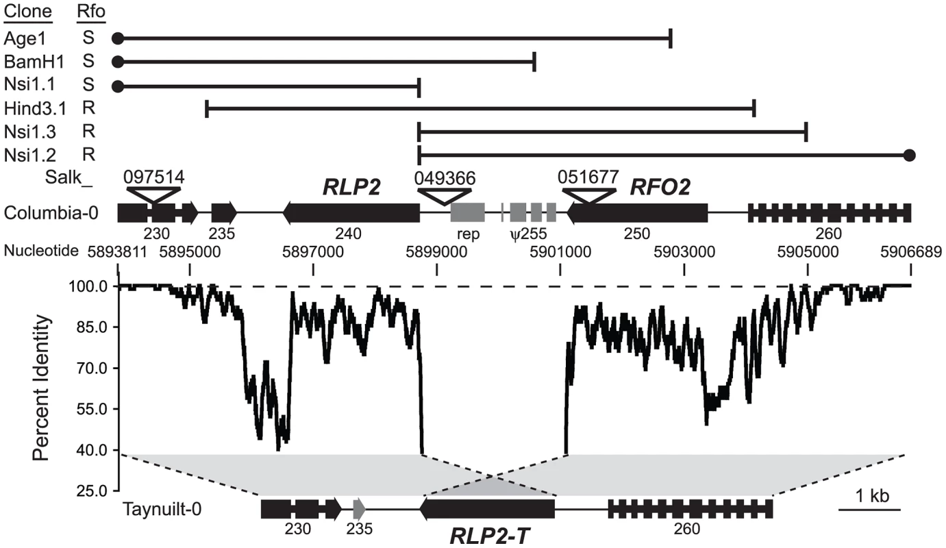 <i>RFO2</i> region is highly diverged in Col-0 and Ty-0.