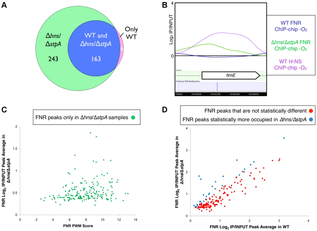 Identification of FNR occupancy in a Δ<i>hns</i>/Δ<i>stpA</i> strain compared to WT.