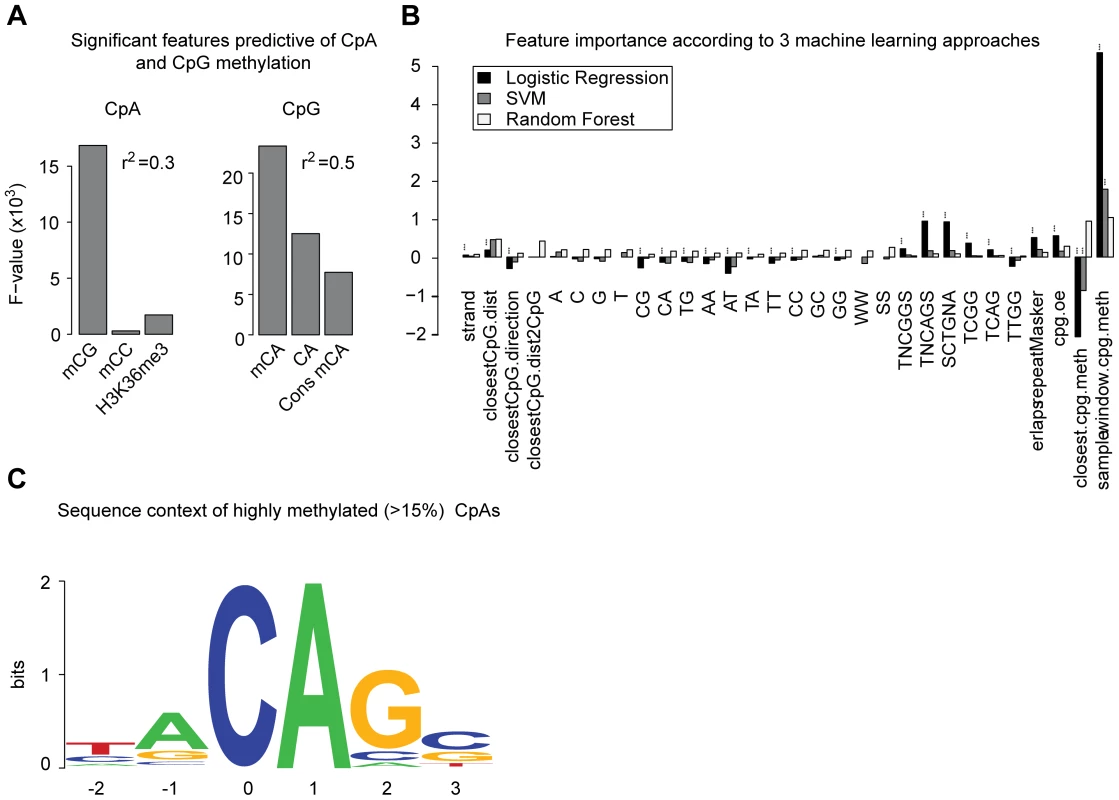 Genomic context and attributes of CpA methylation.