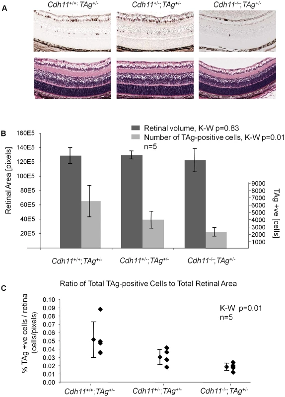 <i>Cdh11</i> genomic copy number correlates with number of TAg-positive cells (origin of tumors in TAg-RB mice) at PND8.