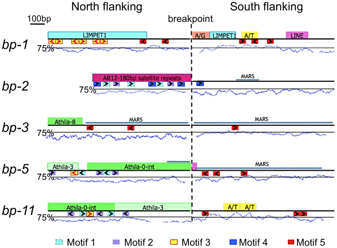 Bioinformatic analysis of <i>bp</i> alleles.