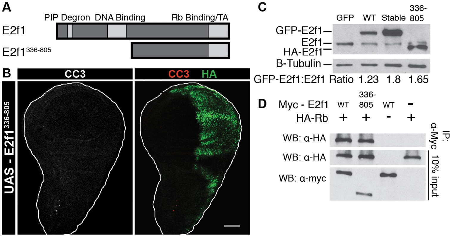 Induction of Apoptosis requires full-length E2f1<sup>Stable</sup>.
