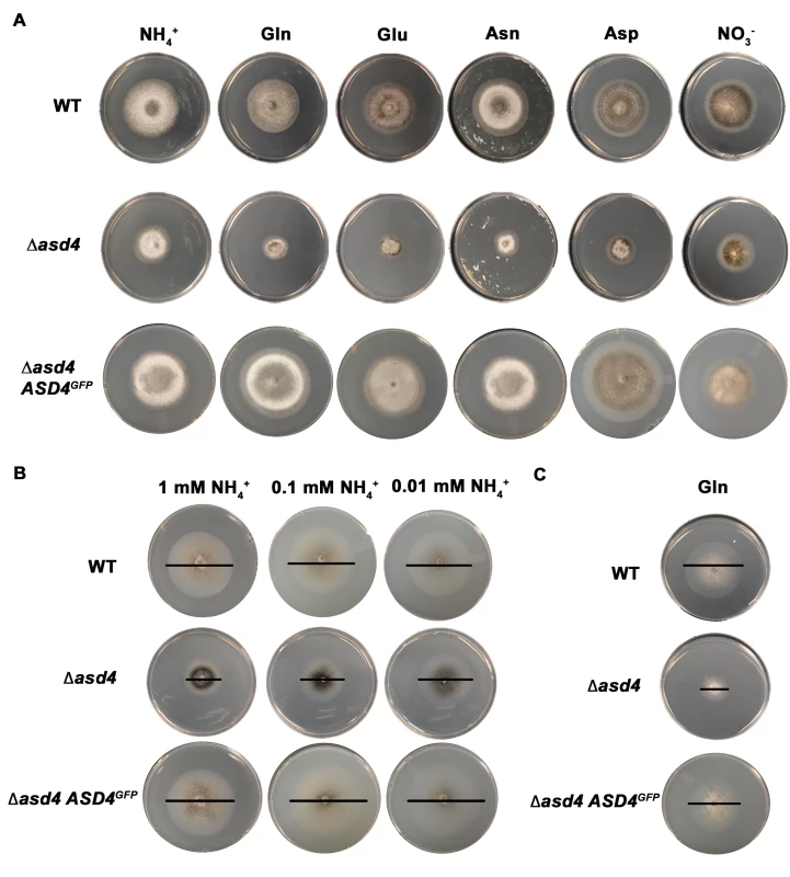 <i>ASD4</i> is involved in nitrogen assimilation.