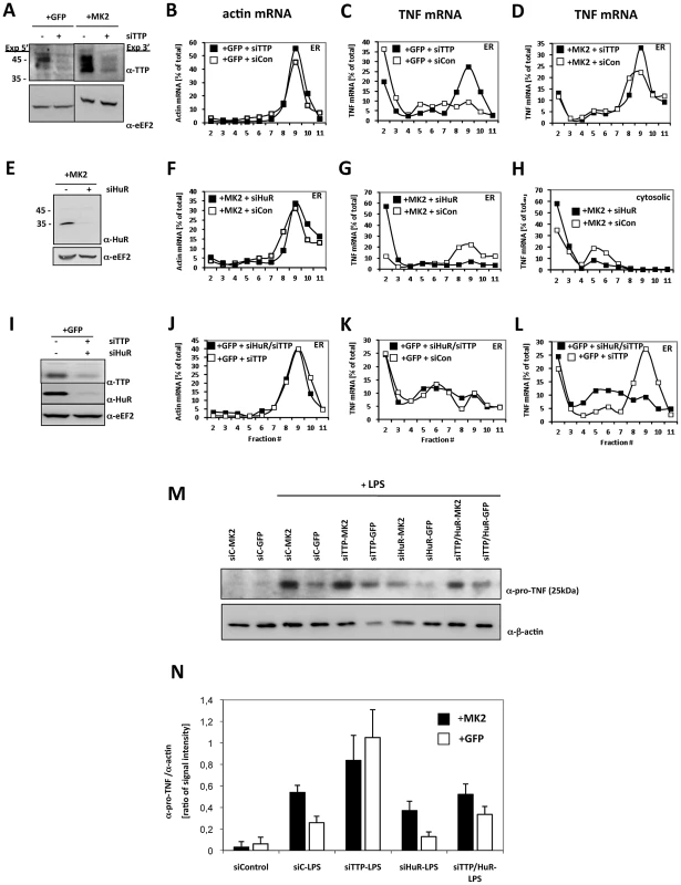 TTP and HuR oppositely regulate translation of TNF mRNA.