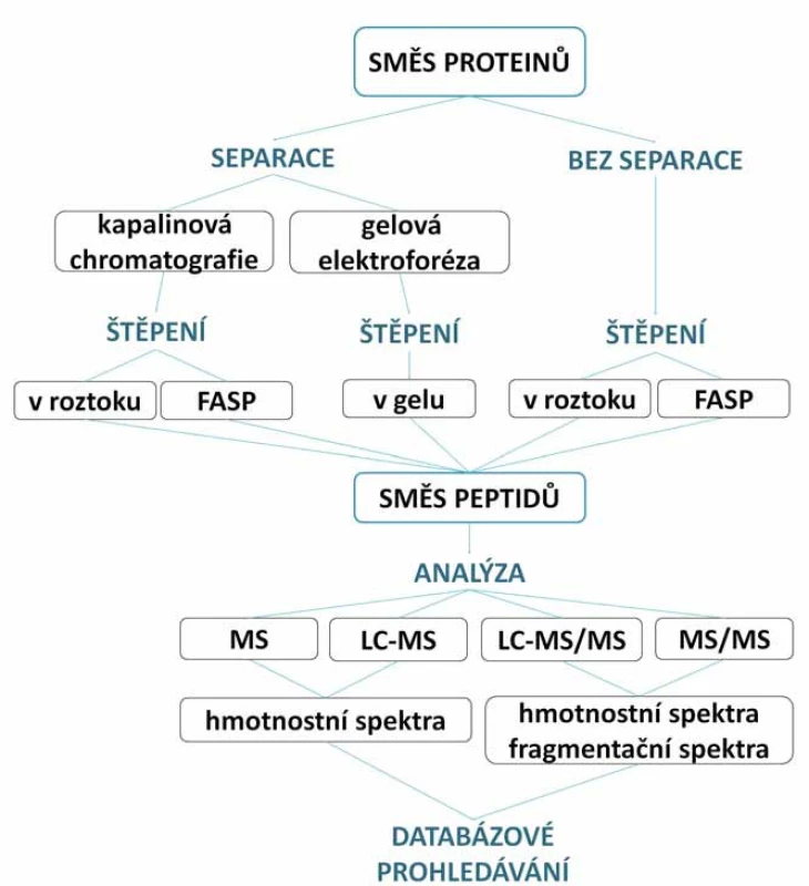 Schéma „bottom-up“ přístupu s použitím a bez použítí separačních technik.
Více či méně komplexní směs proteinů může být štěpena v roztoku, v gelu nebo metodou FASP. Získané peptidy jsou následně buď přímo analyzovány, nebo mohou být separovány a pak analyzovány. Výsledná hmotnostní a fragmentační spektra peptidů jsou podrobena databázovému prohledávání.