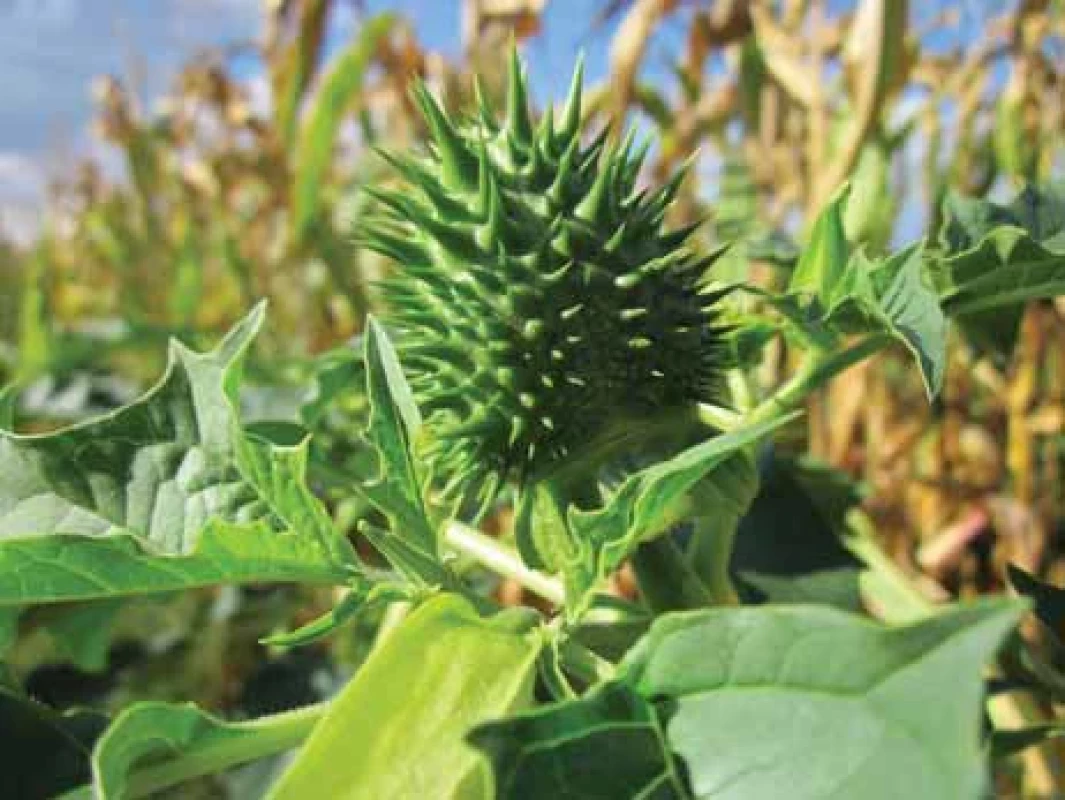 Fig. 1. Datura stramonium [2].</br> Obr. 1. Durman obecný [2].