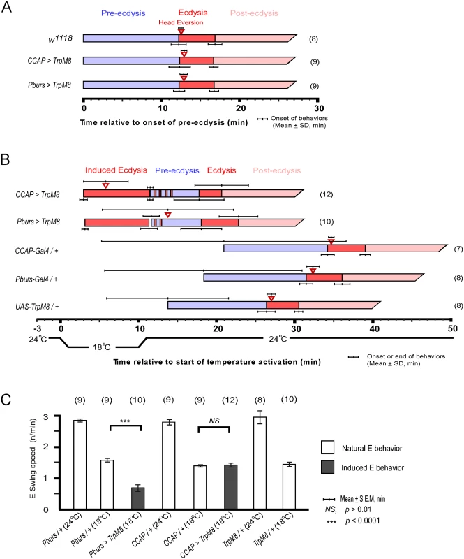 Activation of CCAP and CAMB neurons initiates ecdysis behavior.