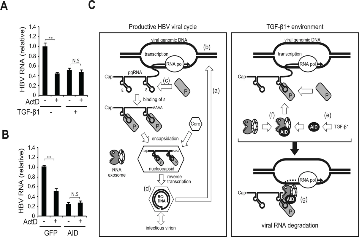 Transcription dependency for TGF-β1-mediated reduction of HBV transcripts and a proposed model.