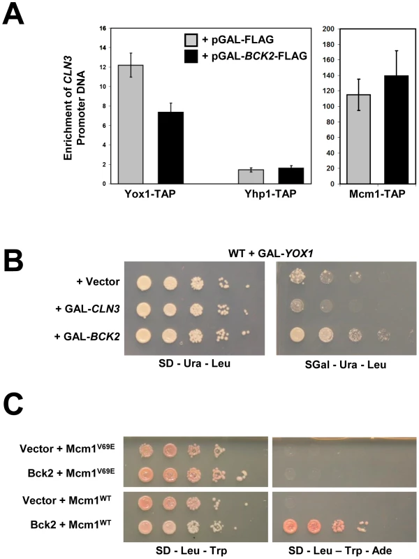 Bck2 may compete with Yox1 for interaction with Mcm1.