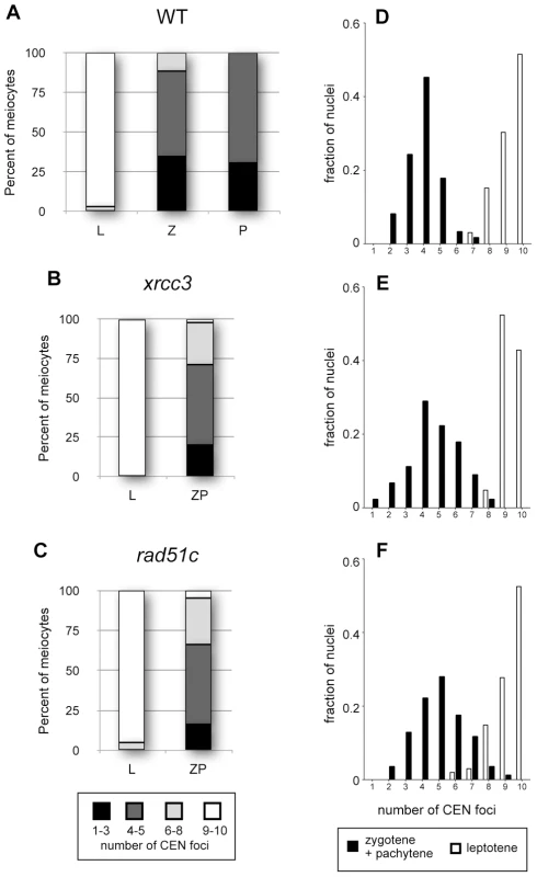 Centromere pairing in Arabidopsis <i>xrcc3</i> and <i>rad51C</i> mutants.