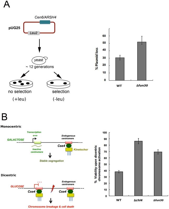 <i>FUN30</i> deletion counteracts viability defects upon formation of a dicentric chromosome.