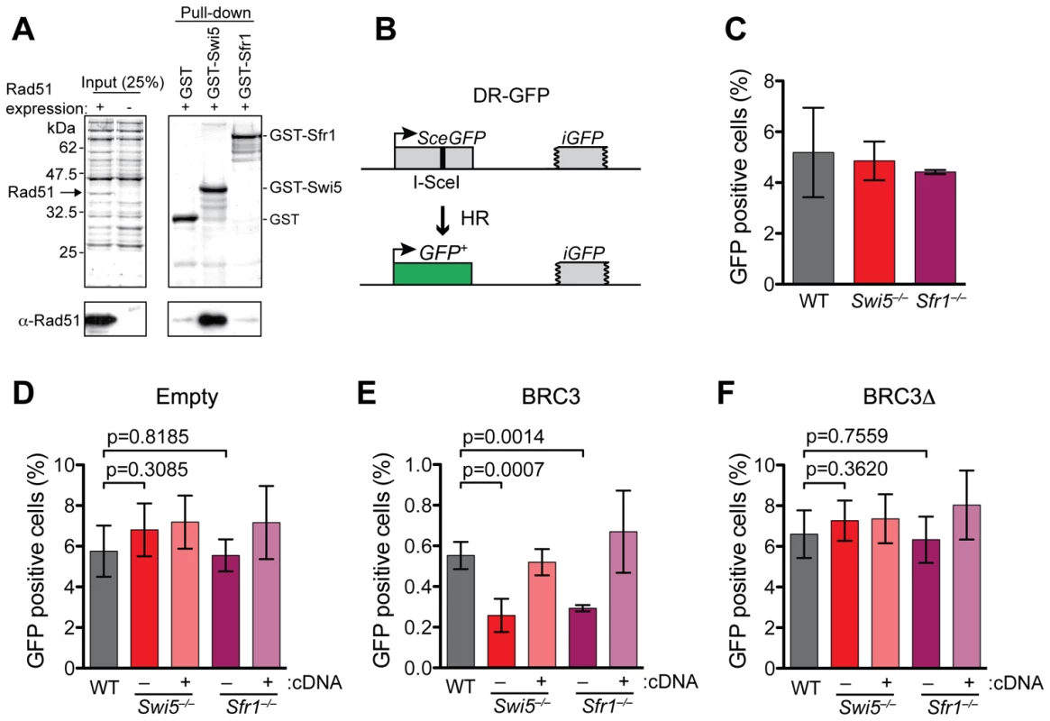 Swi5 and Sfr1 have a role in HR in mammalian cells.