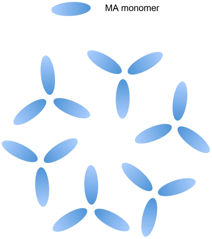 Schematic of MA on an artificial PI(4,5)P<sub>2</sub> containing membrane.