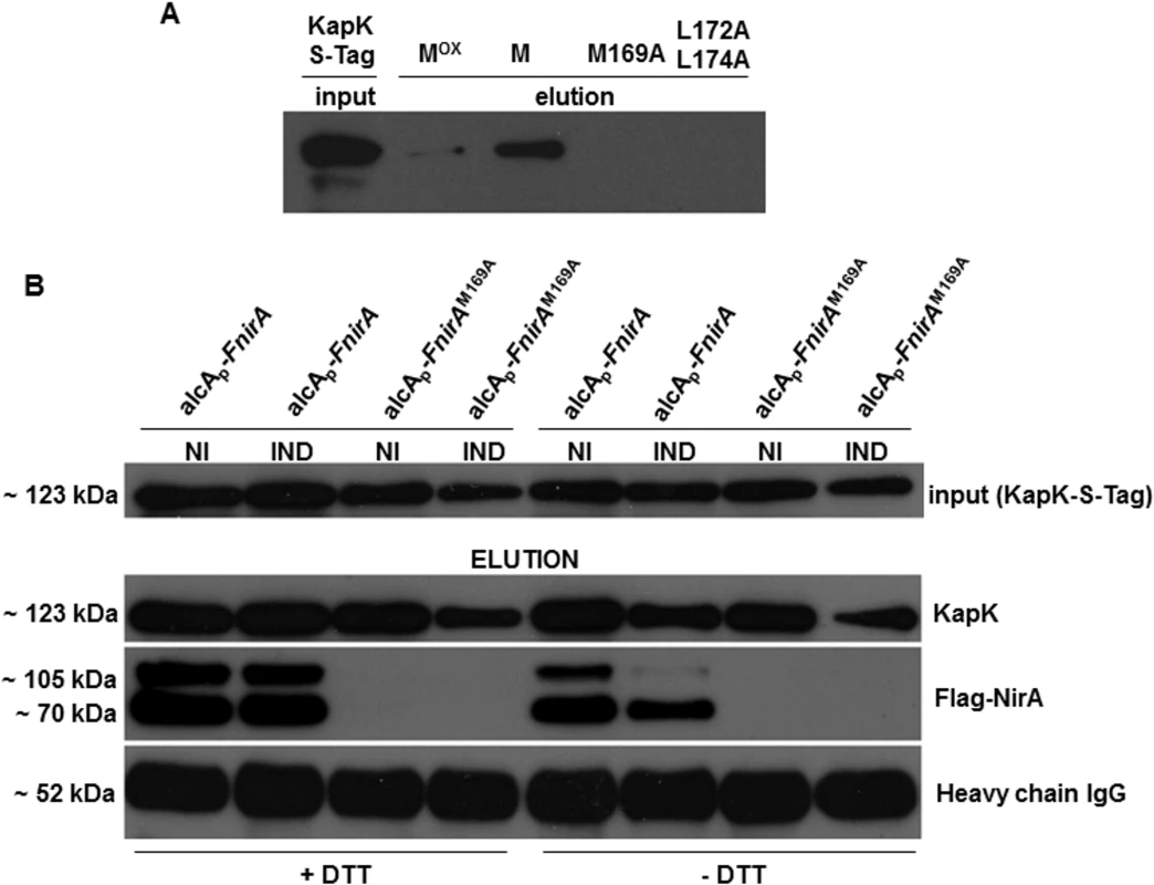 Interaction of KapK with the NirA-NES is sensitive to methionine oxidation.