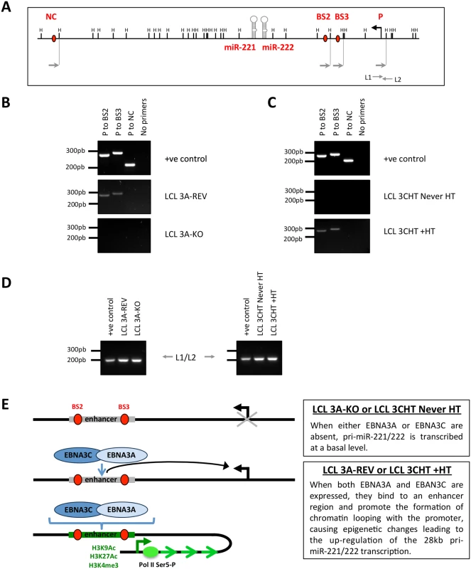 EBNA3A and EBNA3C induce chromosome looping at the miR-221/miR-222 cluster locus.