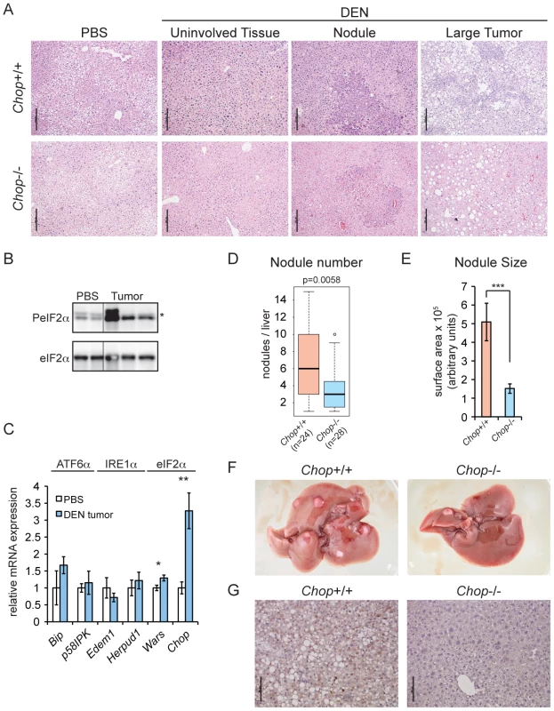 <i>Chop</i>−/− animals are resistant to DEN-induced tumorigenesis.