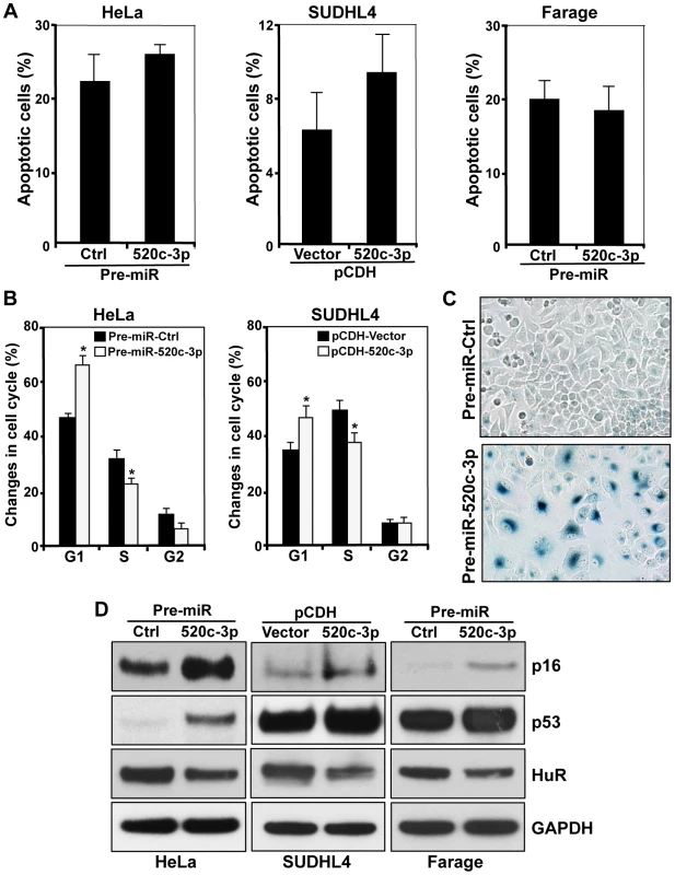 Influence of miR-520c-3p on the senescent phenotype.