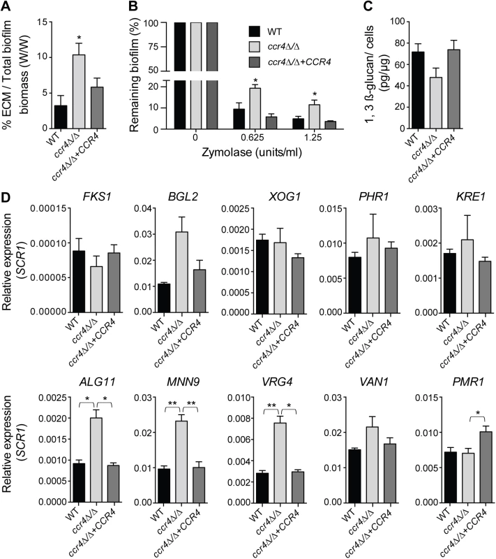 Effects of <i>CCR4</i> on the extracellular matrix and biofilm stability.